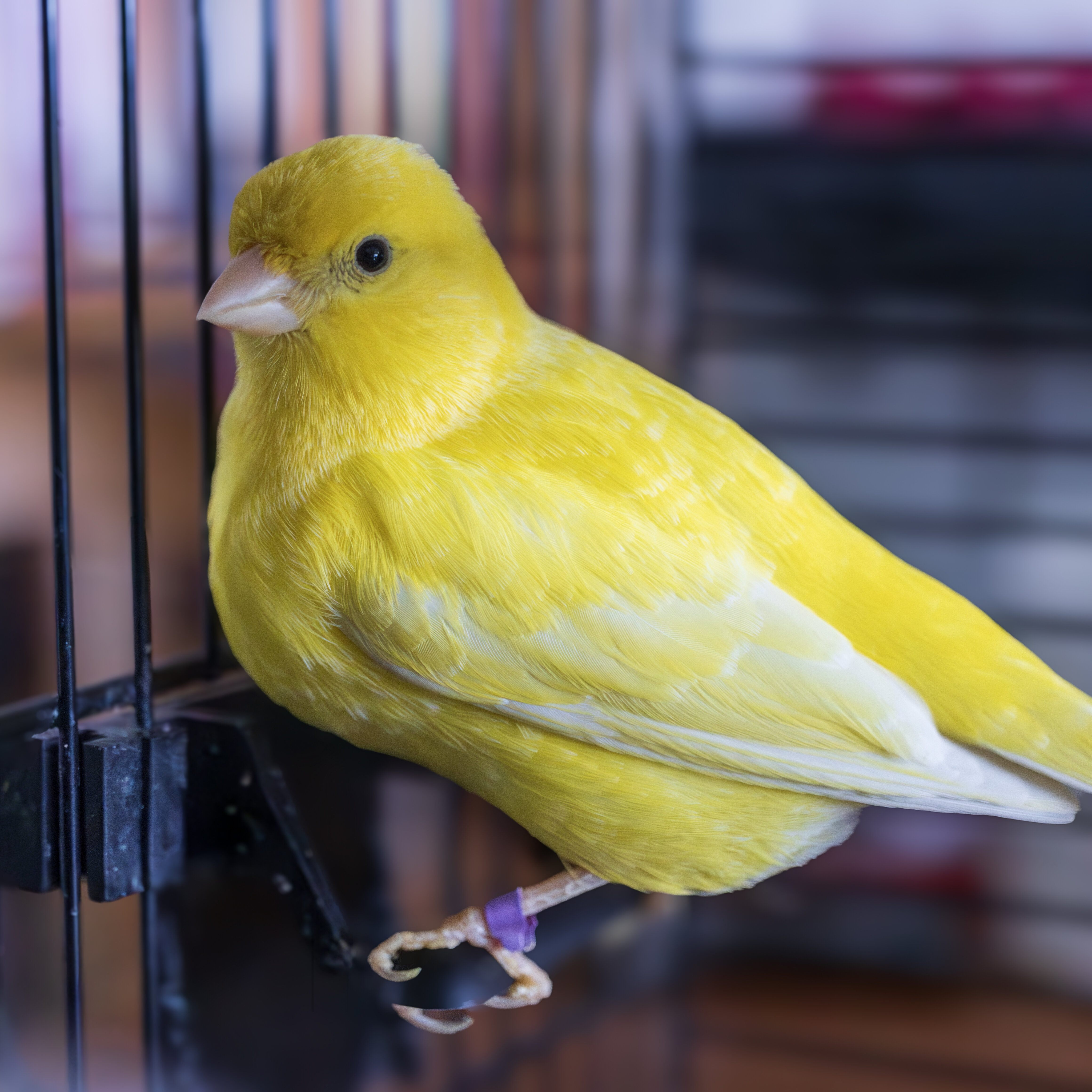 Mira el pajarito...