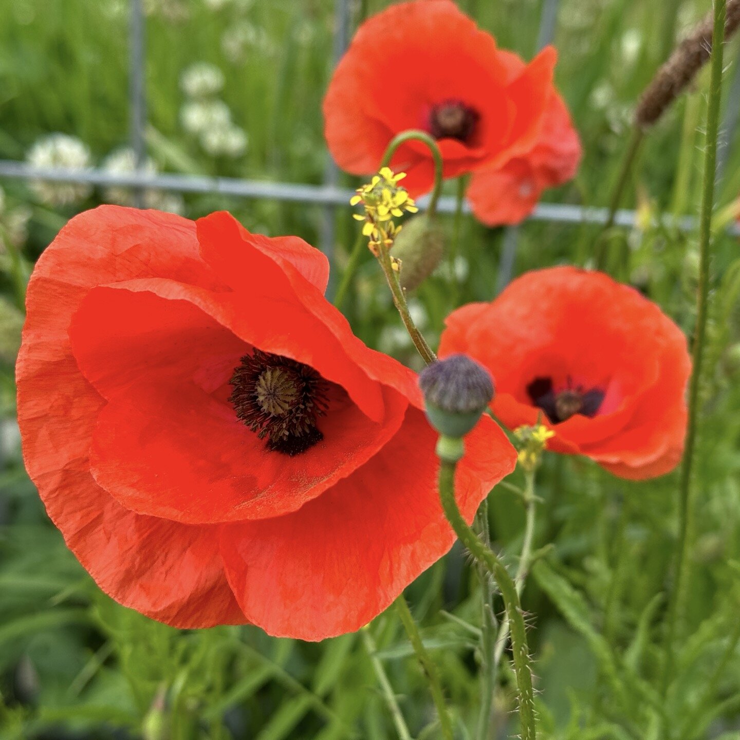 Amapolas, rosas y otras flores
