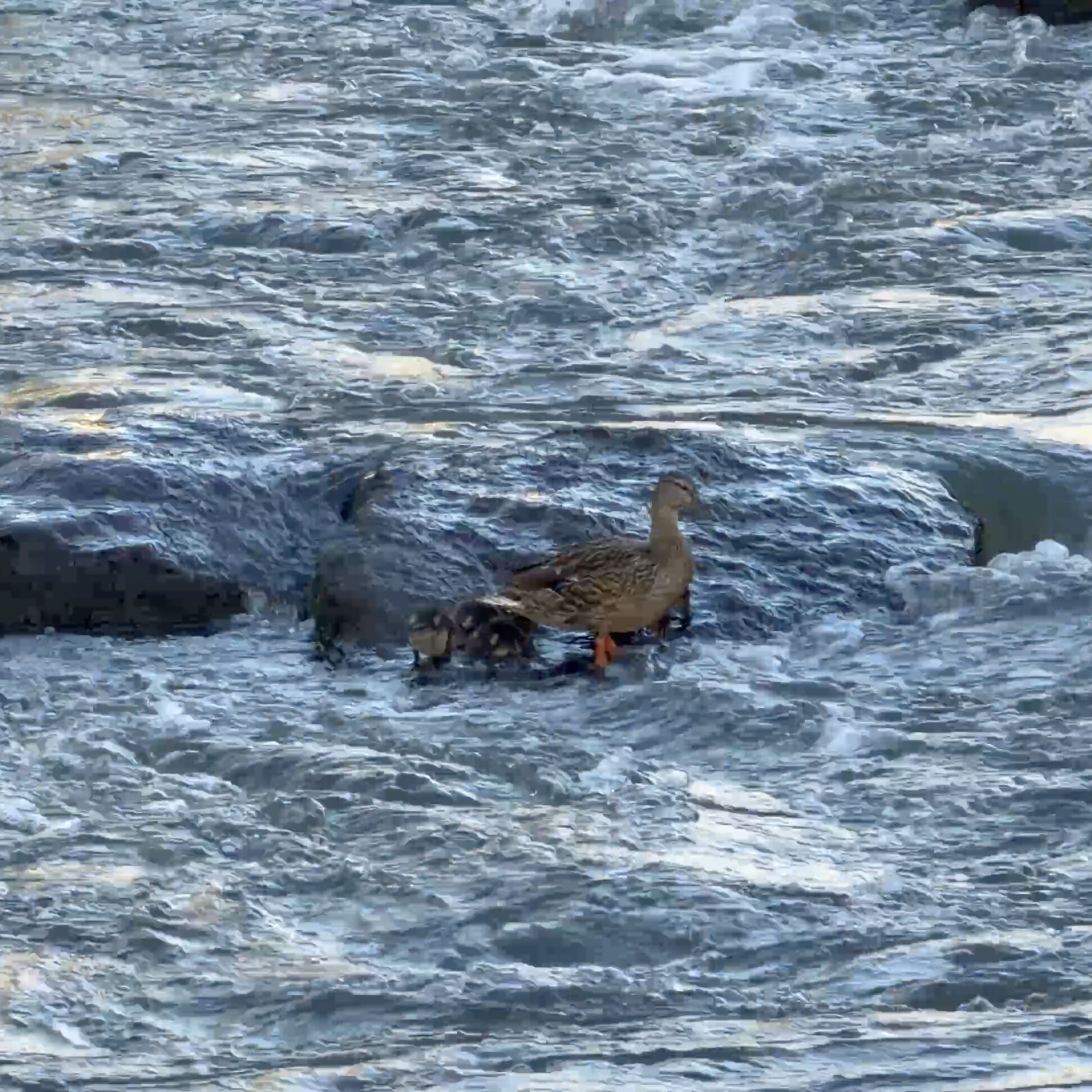 Todos los patitos nadan en el agua
