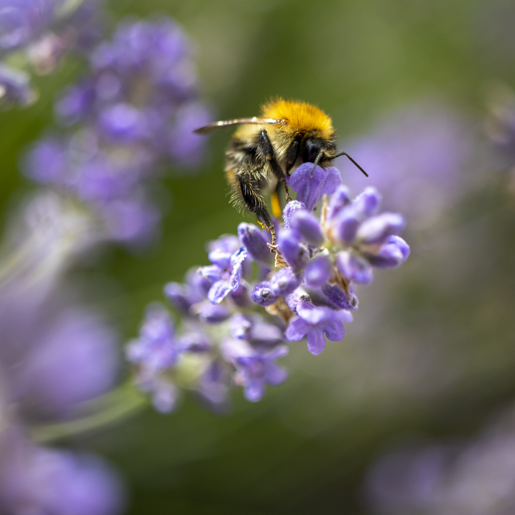 Insectos