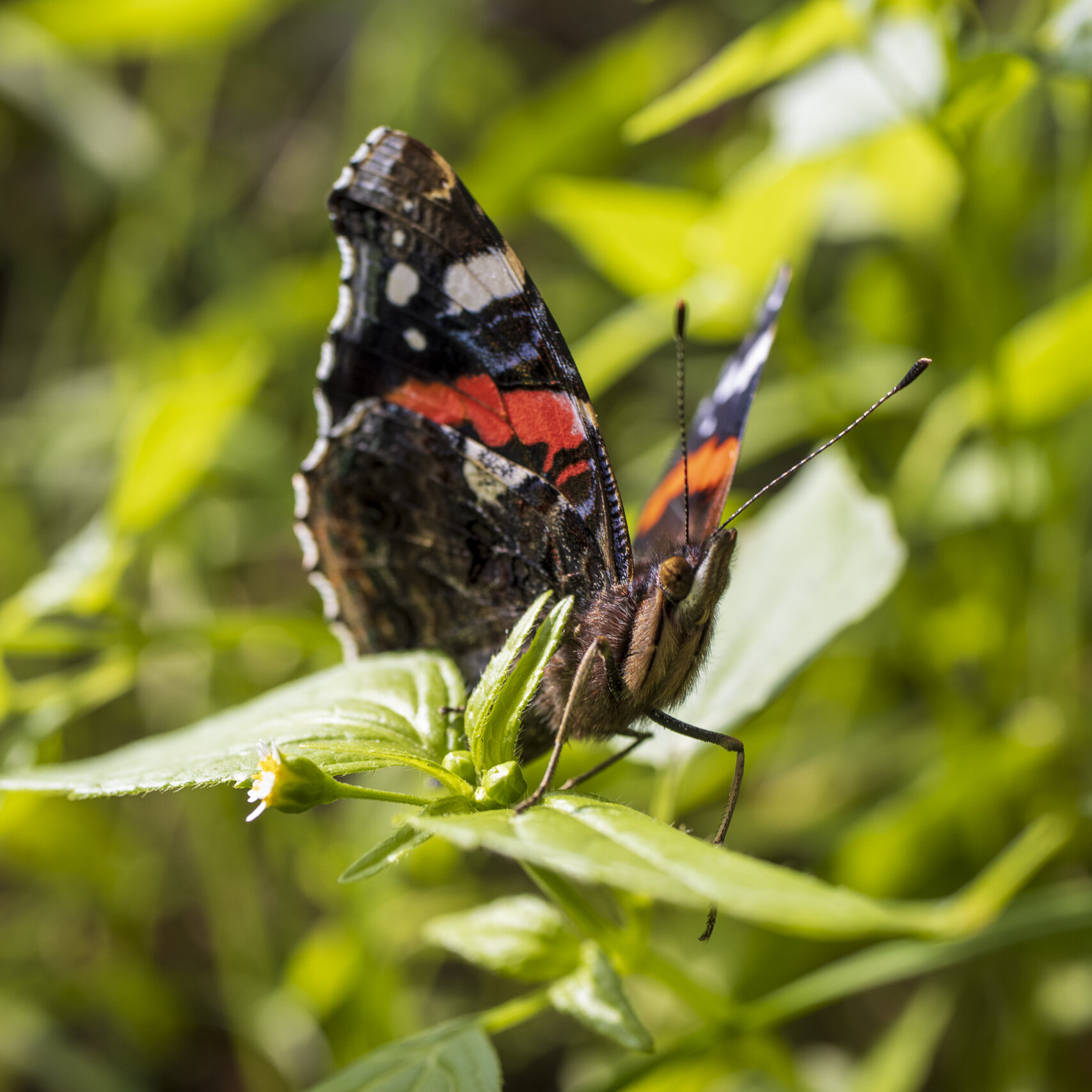 Mariposas